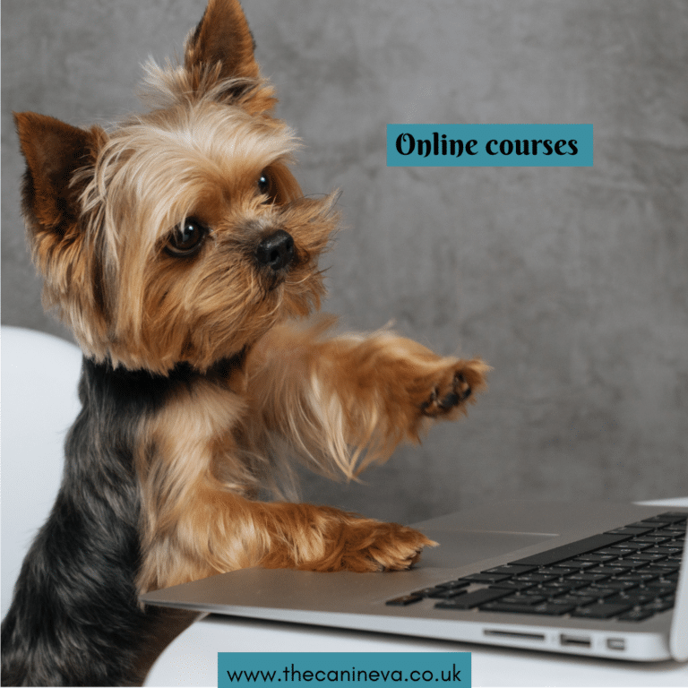 Dog at computer
