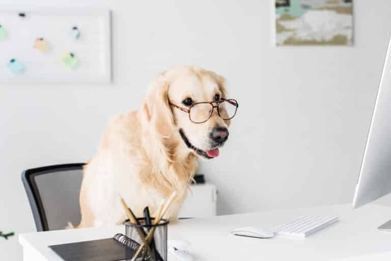Dog sat at a desk learning a course online