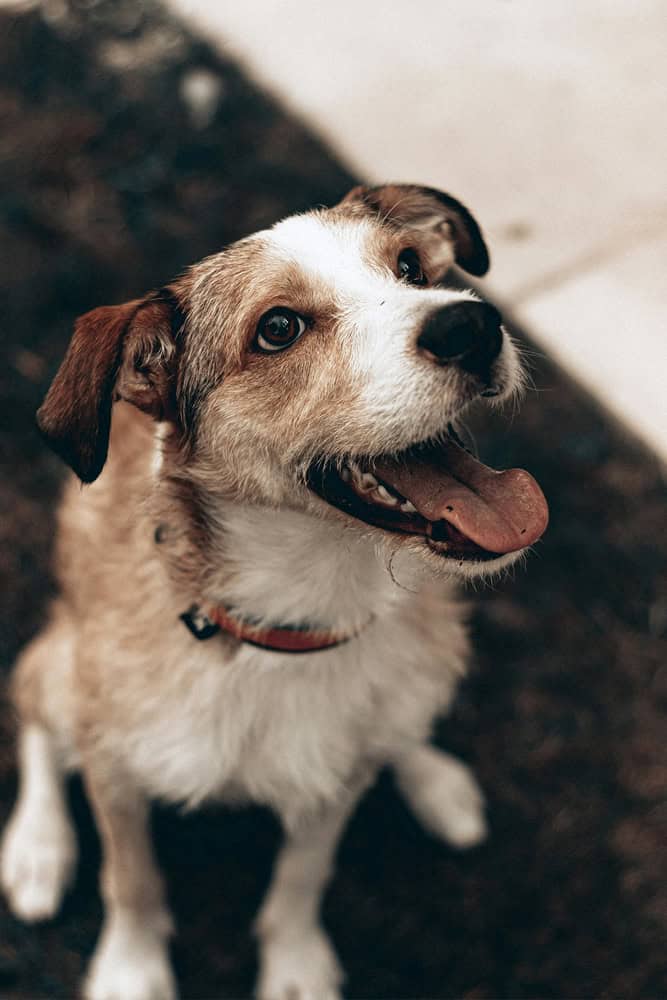 Cheerful jack russell