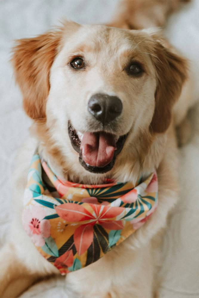 Happy labrador dog