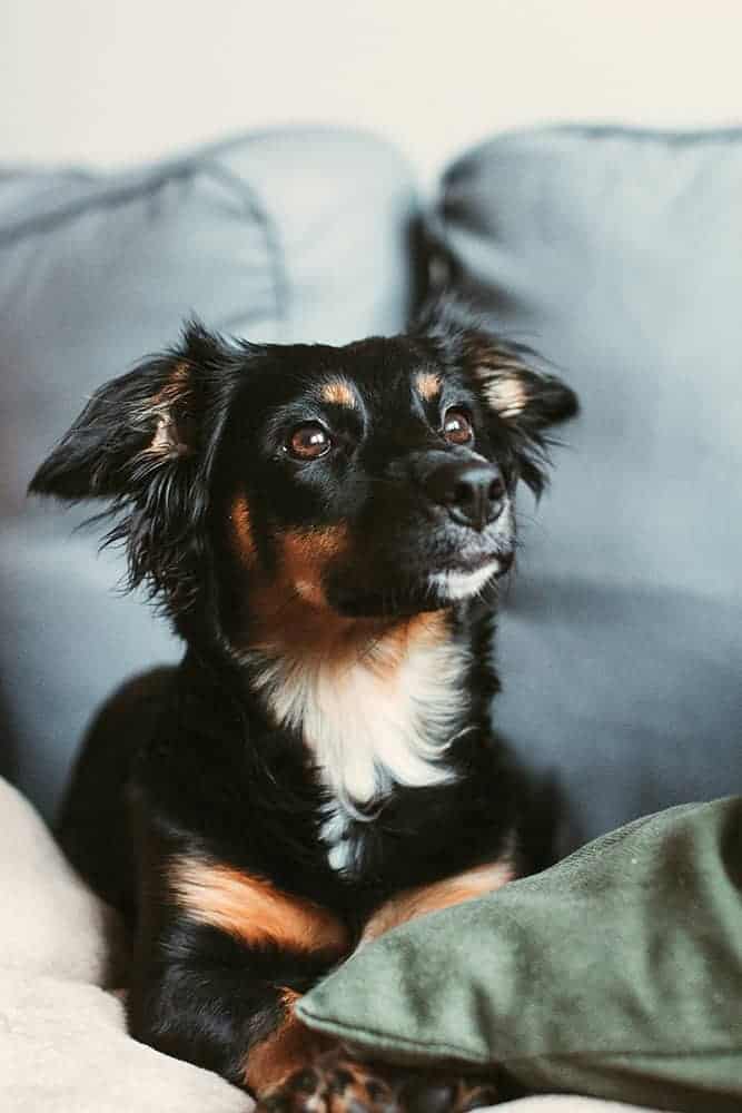Black and tan dog relaxing on a sofa